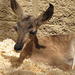 Young Peninsular Pronghorn