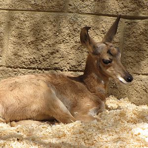 Young Peninisular Pronghorn