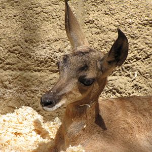 Young Peninsular Pronghorn