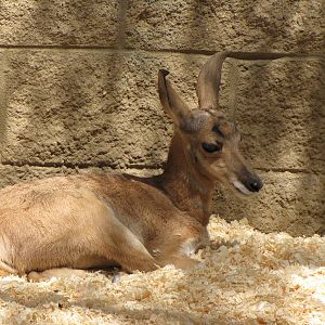 Young Peninsular Pronghorn