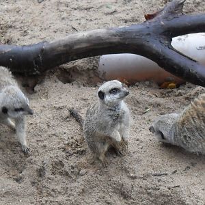 Meerkats Fighting