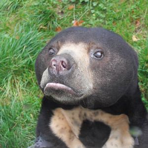 Female sun Bear