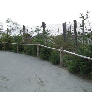 Arctic Fox enclosure, Arctica