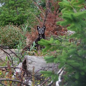 Arctic Foxes, Arctica