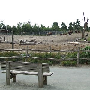 American Bison enclosure