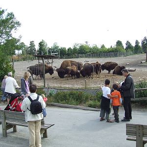 American Bison enclosure