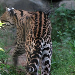 Ocelot