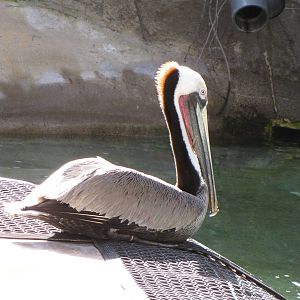 California Brown Pelican