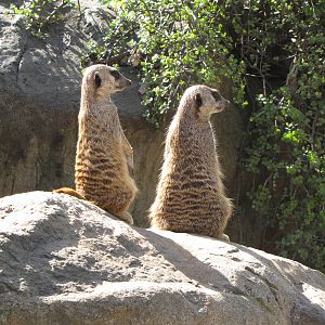 Meerkats