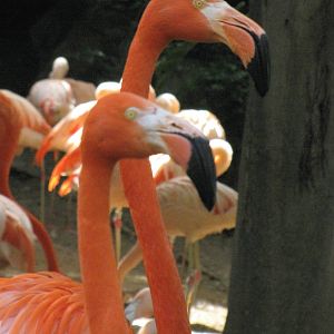Flamingos