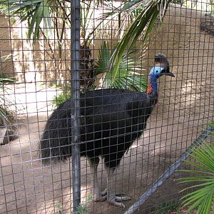Double-wattled Cassowary