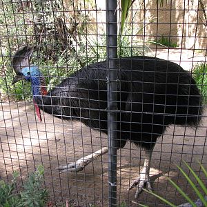 Double-wattled Cassowary
