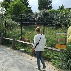 Maned Wolf enclosure
