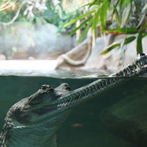 gharial