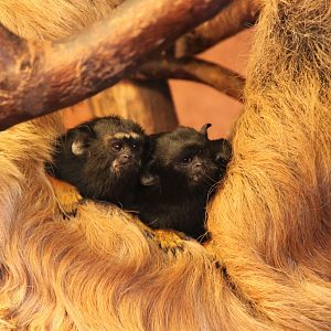 Red-handed Tamarins with two-toed Sloth