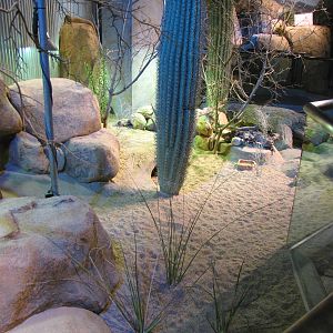 Desert Habitat - Desert Zone