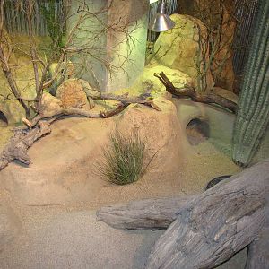 Desert Habitat - Desert Zone