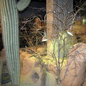 Desert Habitat - Desert Zone