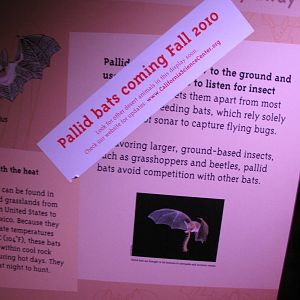 Pallid Bats Coming Fall 2010 - Desert Zone