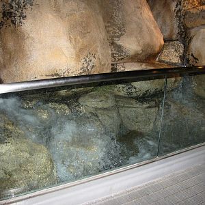 Flash Flood Display - Desert Habitat