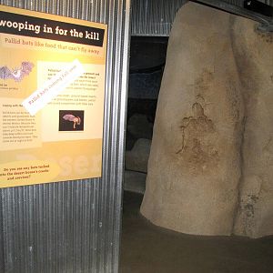 Entrance To Future Pallid Bat Habitat