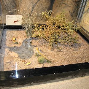 Red Harvester Ants - Desert Zone