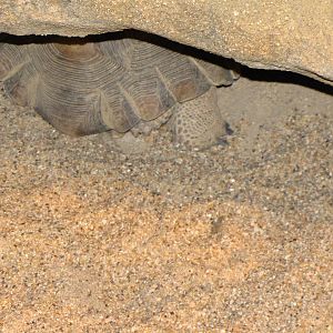 Desert Tortoise