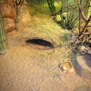 Desert Habitat - Desert Zone