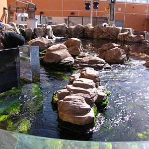 Kelp Forest Above Surface