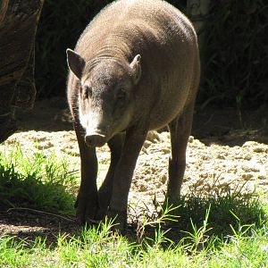 Babirusa