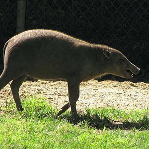 Babirusa