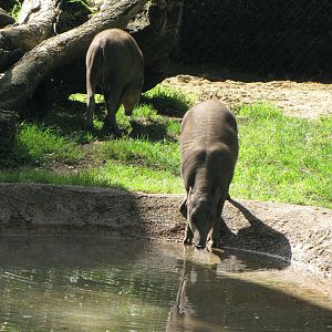 Babirusa
