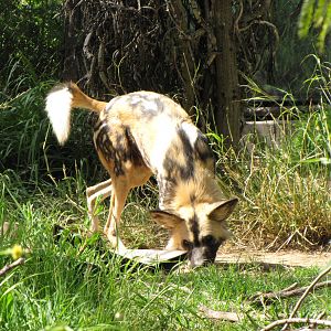African Wild Dog