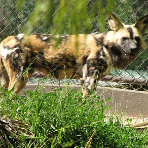 African Wild Dog