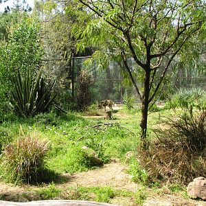 African Wild Dog Habitat