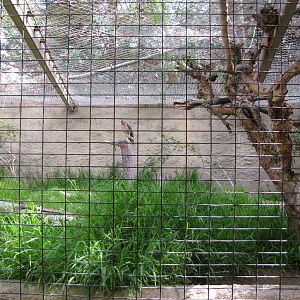 Red-tailed Hawk Exhibit