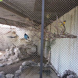 Hyrax/Superb Starling/Black-headed Weaver Exhibit