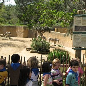Grevy's Zebra Enclosure