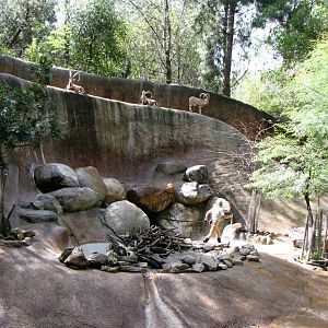 Nubian Ibex Out-of-Way of Keeper