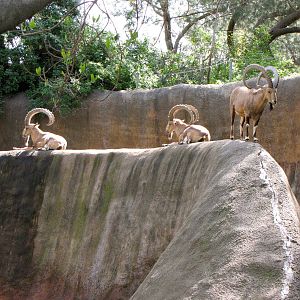 Nubian Ibex