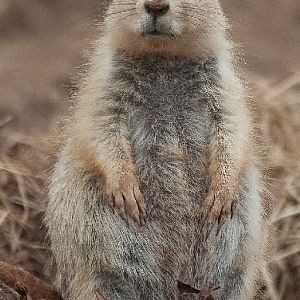 Black Tailed Prairie Dog