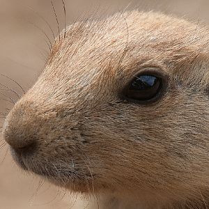 Black Tailed Prairie Dog