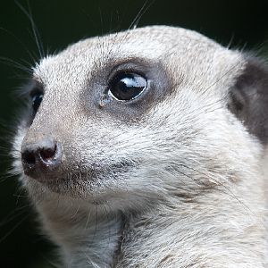 Slender Tailed Meerkat