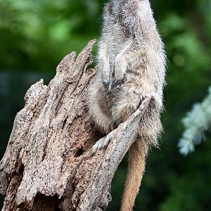 Slender Tailed Meerkat