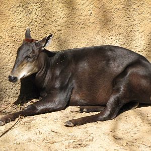 Yellow-backed Duiker