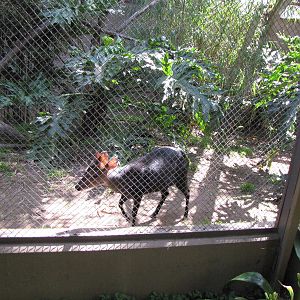 Black Duiker Roundhouse Enclosure