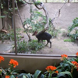 Black Duiker Roundhouse Enclosure