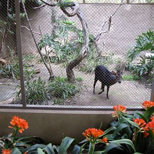 Black Duiker Roundhouse Enclosure