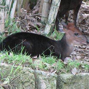 Black Duiker Outdoor Habitat