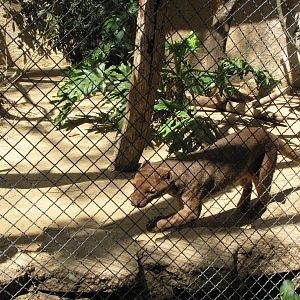 Fossa